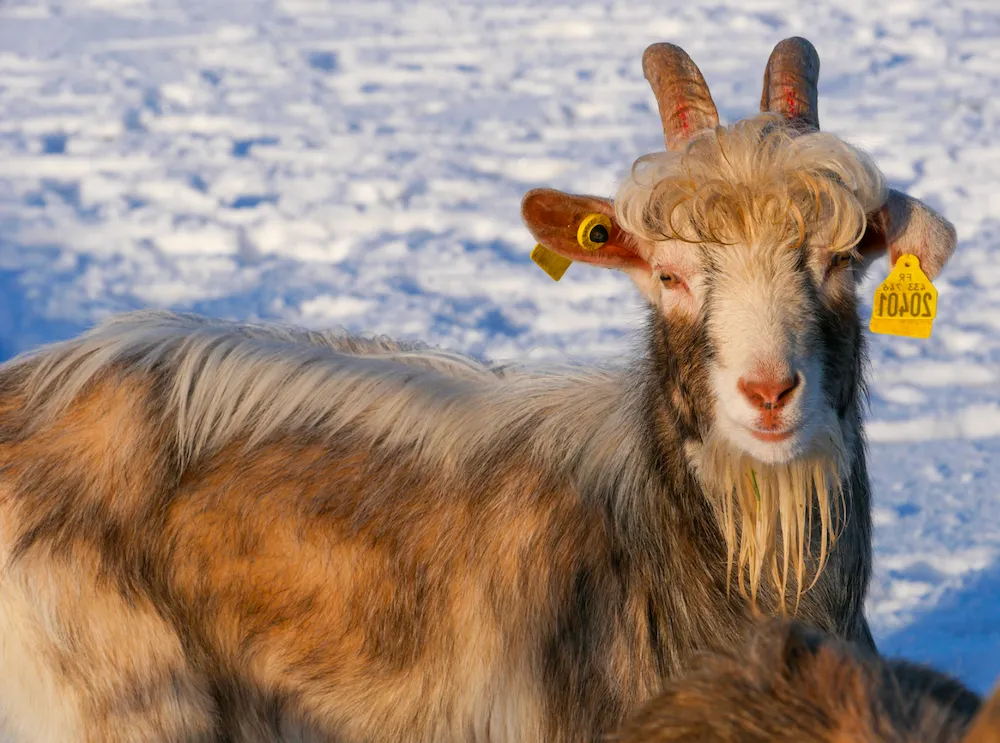 À l'adoption : Rory
