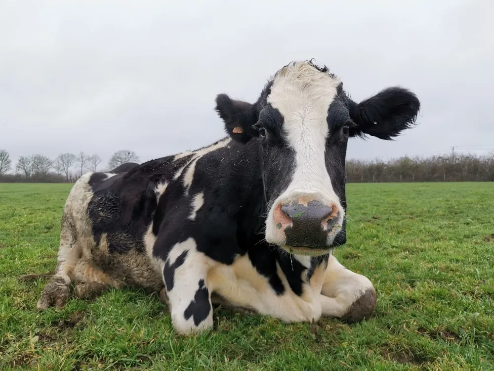 À l'adoption : Etamine