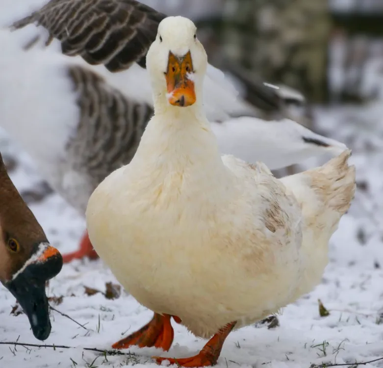 À l'adoption : Trevante