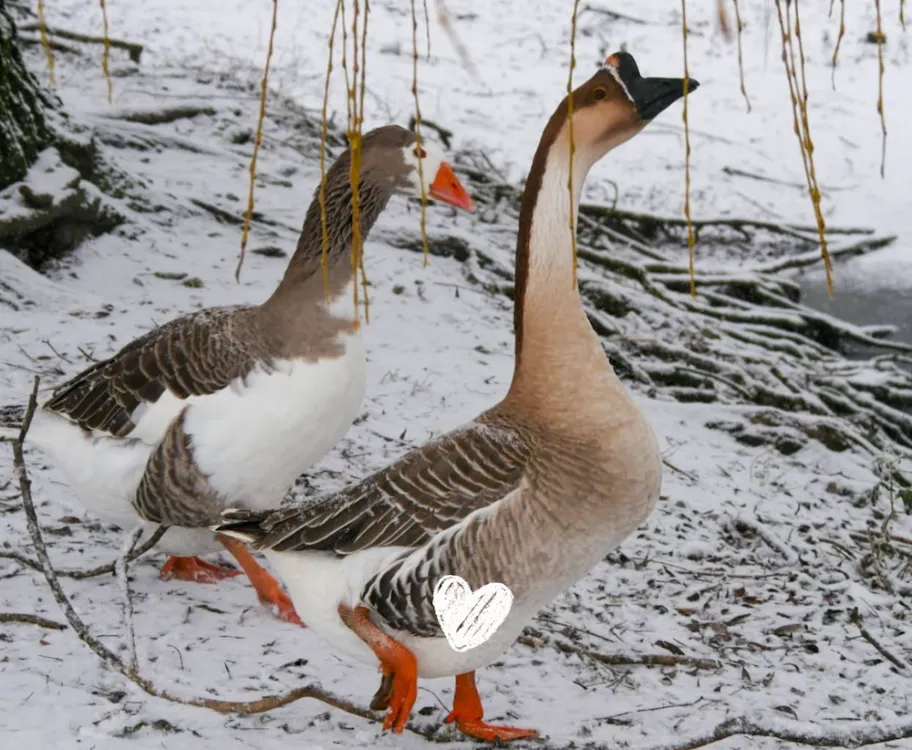 À l'adoption : Ryder