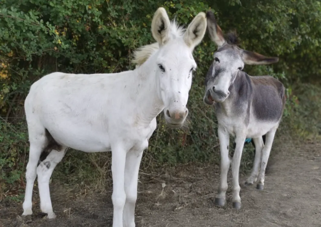 À l'adoption : Michelle