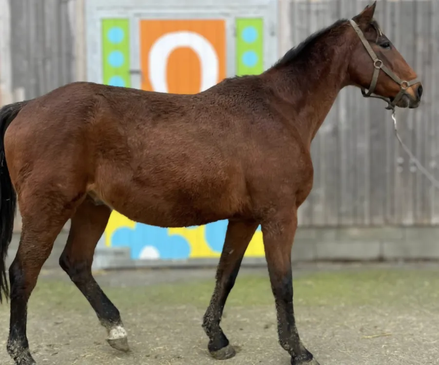 À l'adoption : Of Gy De Sen