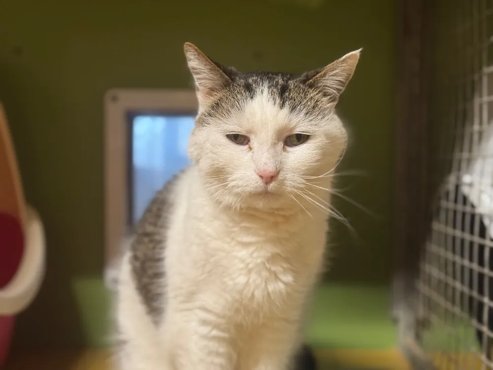 À l'adoption : Pantoufle A17282