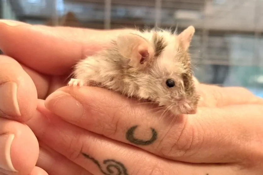 À l'adoption : Gaston