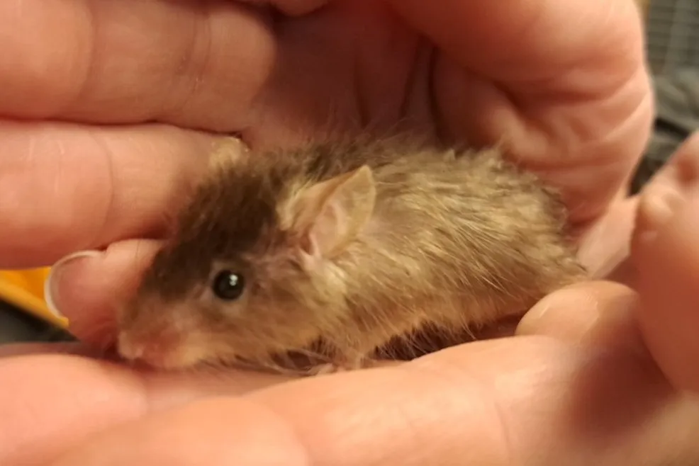 À l'adoption : Gilbert