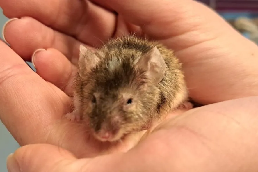 À l'adoption : Ghislain