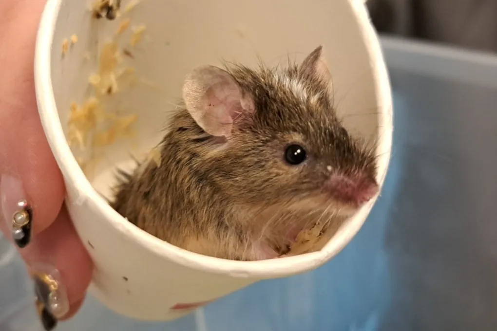 À l'adoption : Gonzague