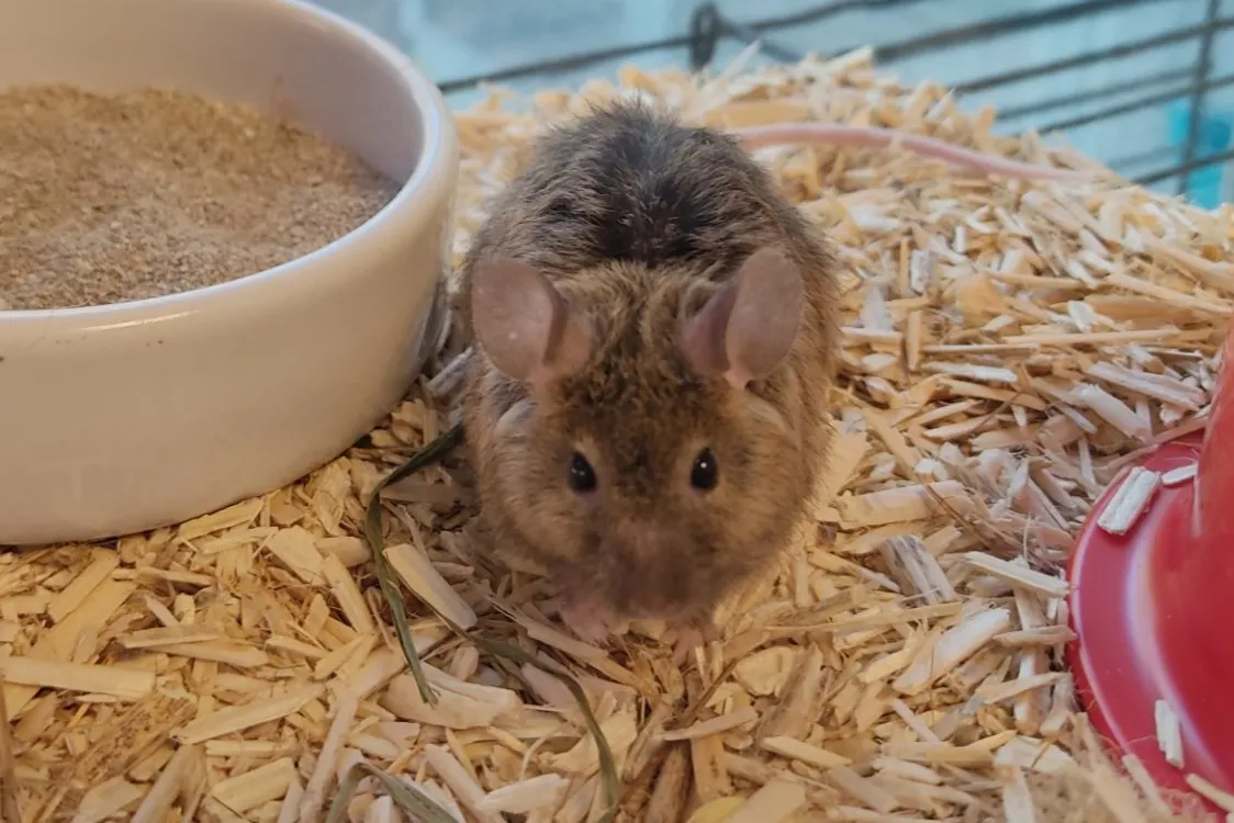 À l'adoption : Gourou