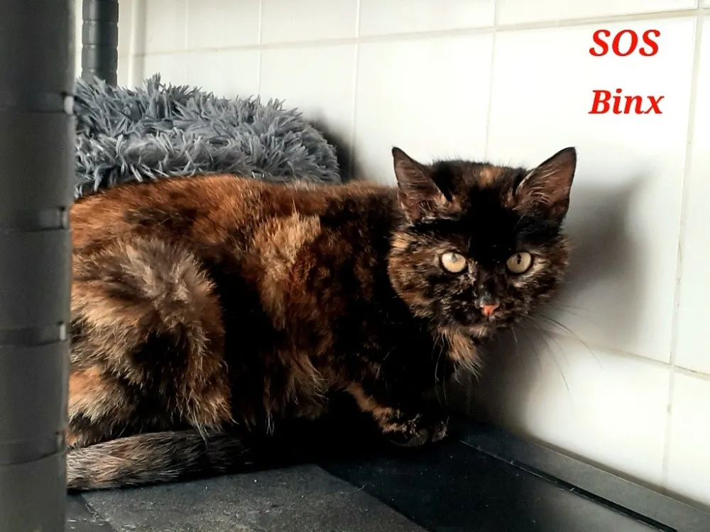 À l'adoption : Binx