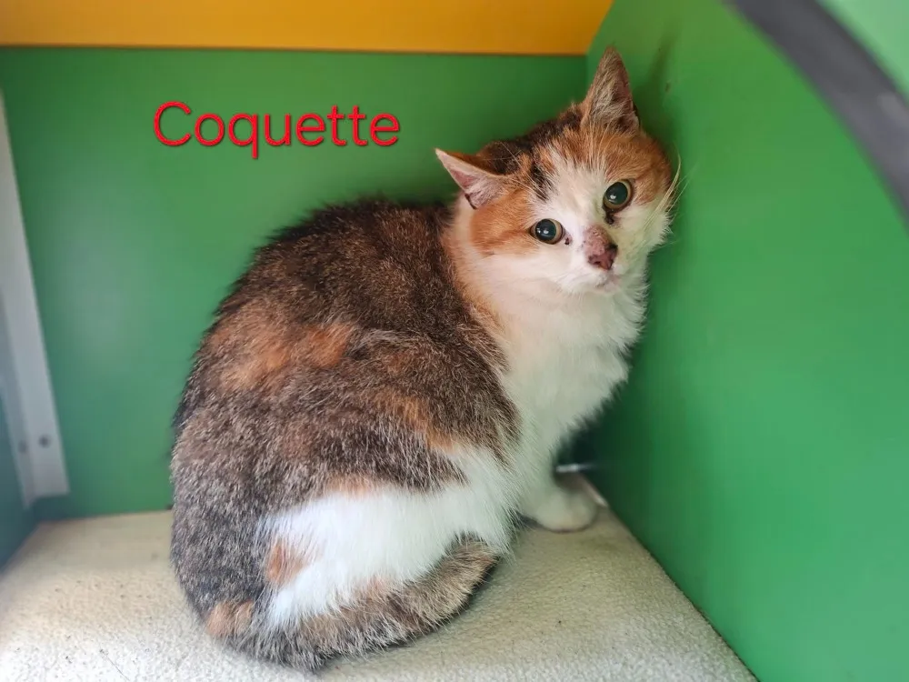 À l'adoption : Coquette