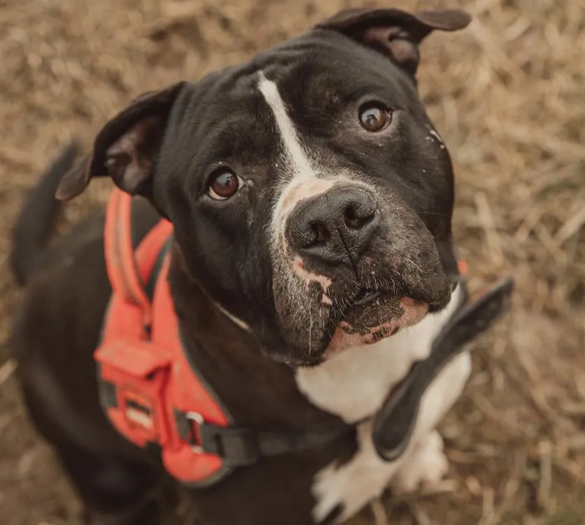 À l'adoption : Narcos Haa24651