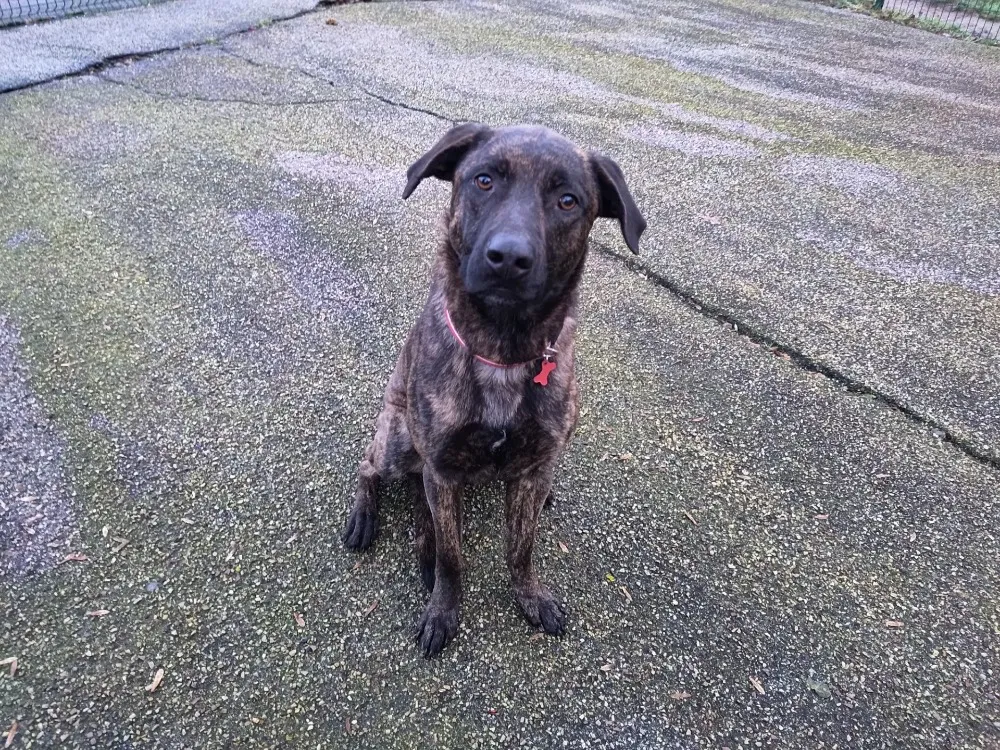 À l'adoption : Vador