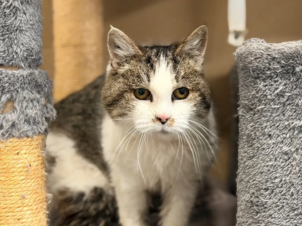 À l'adoption : Trompette