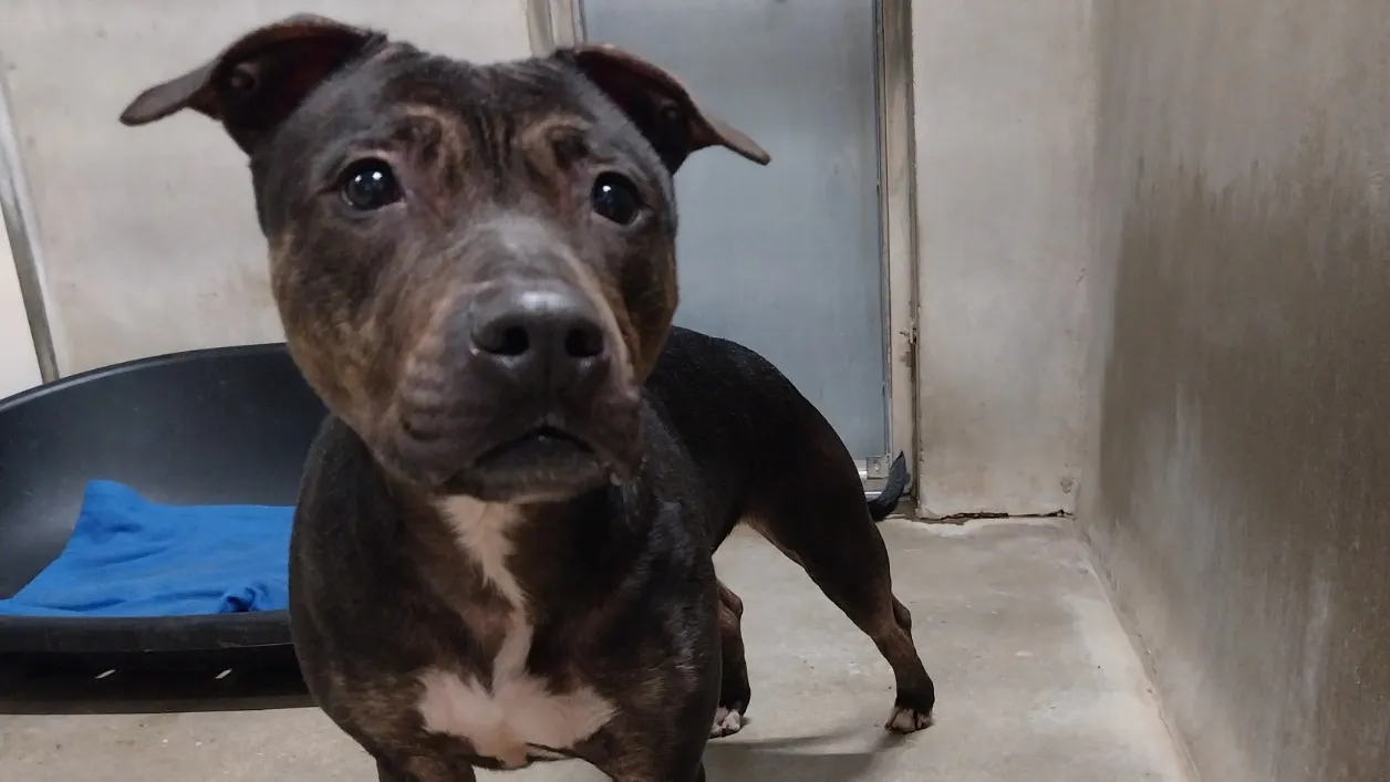 À l'adoption : Gandja Vaa