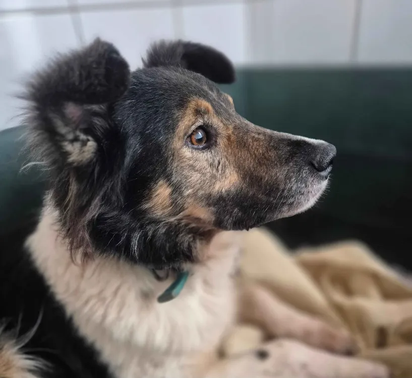 À l'adoption : Sacha