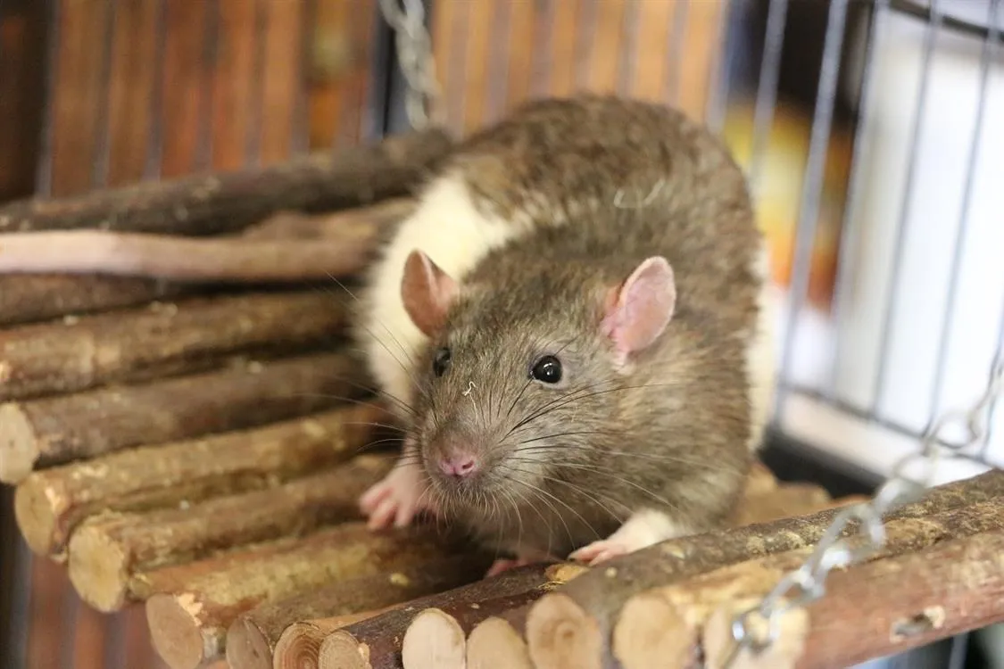 À l'adoption : Cooper