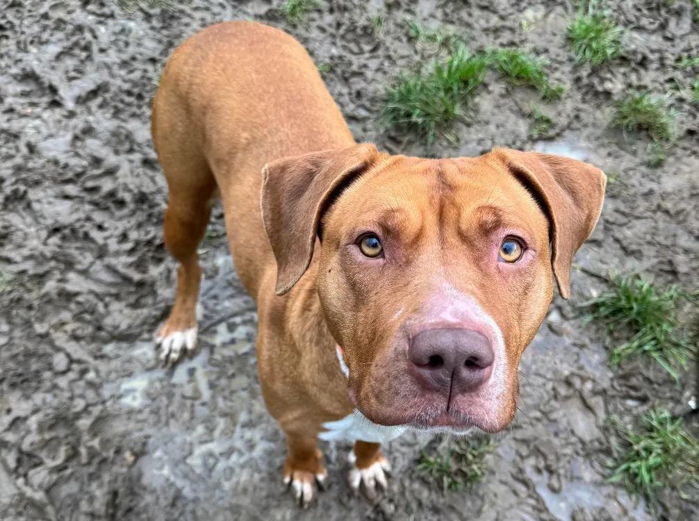 À l'adoption : Pam Haa24706