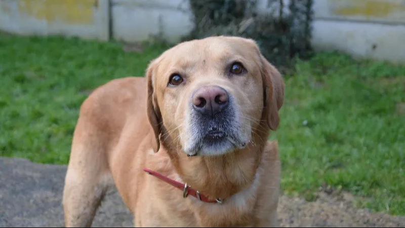 À l'adoption : Pirate Chao