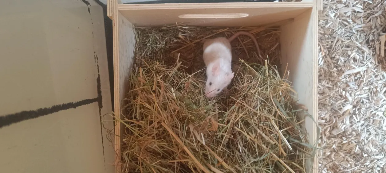 À l'adoption : Raven