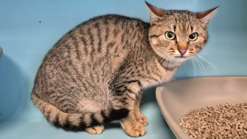 À l'adoption : Kranedur Qct