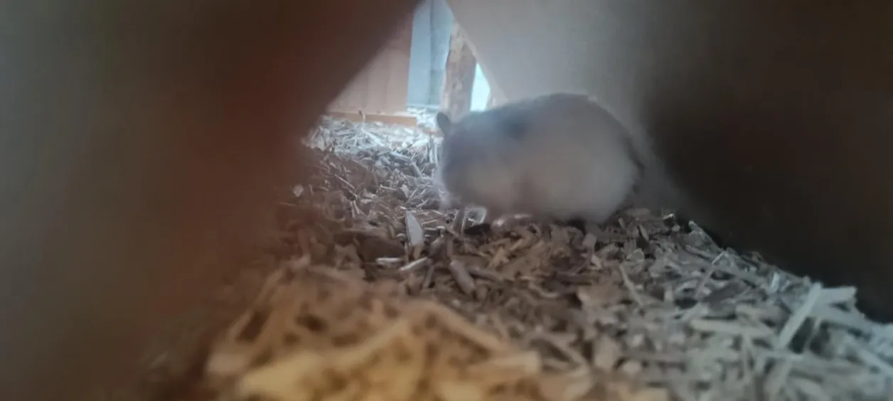 À l'adoption : Mirabelle