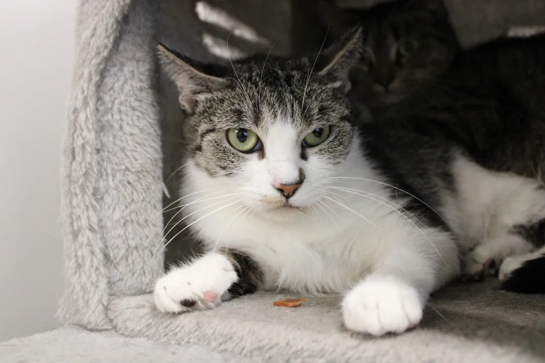 À l'adoption : Sushi