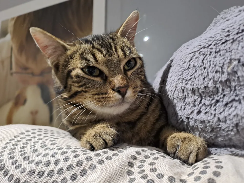 À l'adoption : Basile