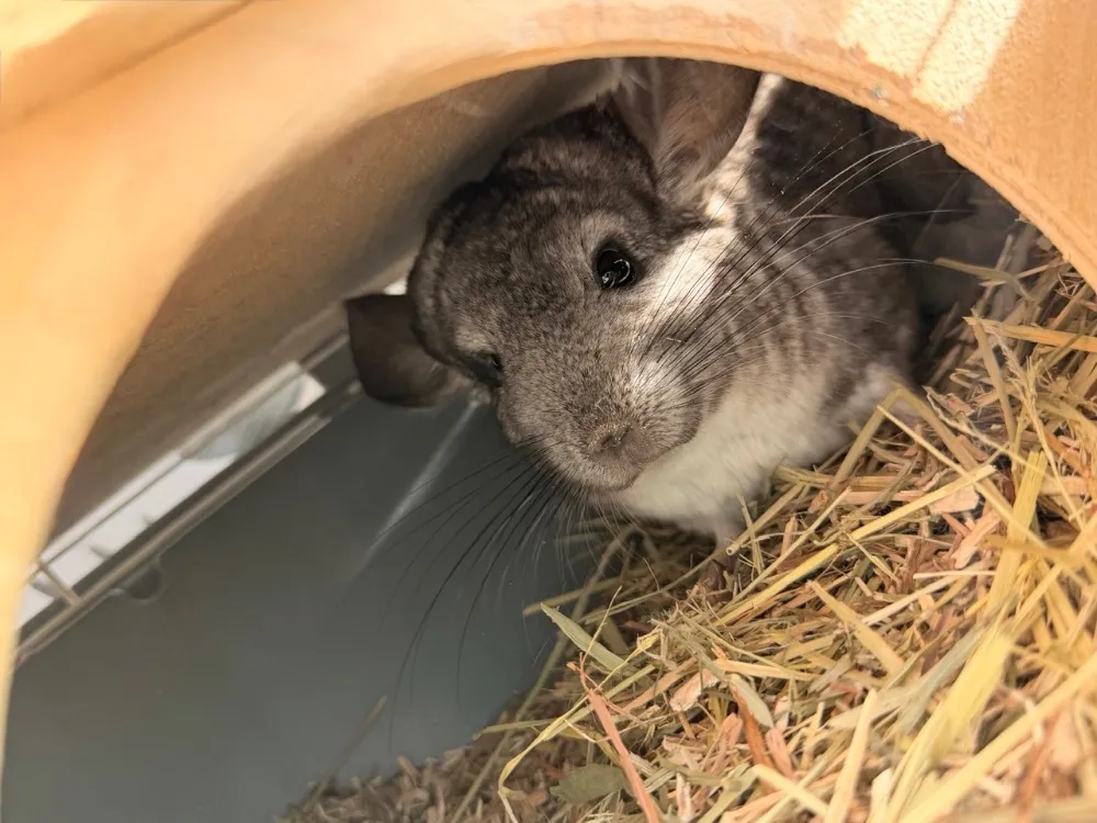 À l'adoption : Pshit Nac919