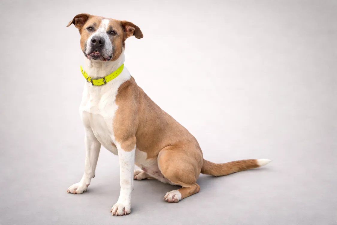 À l'adoption : Doumbe