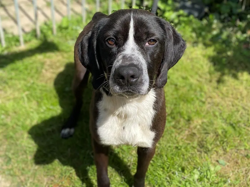 À l'adoption : Bouille Caa12333