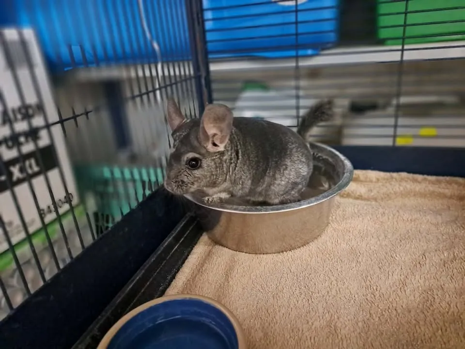 À l'adoption : Nuts