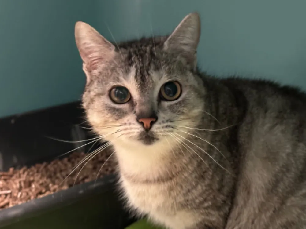 À l'adoption : Tictac