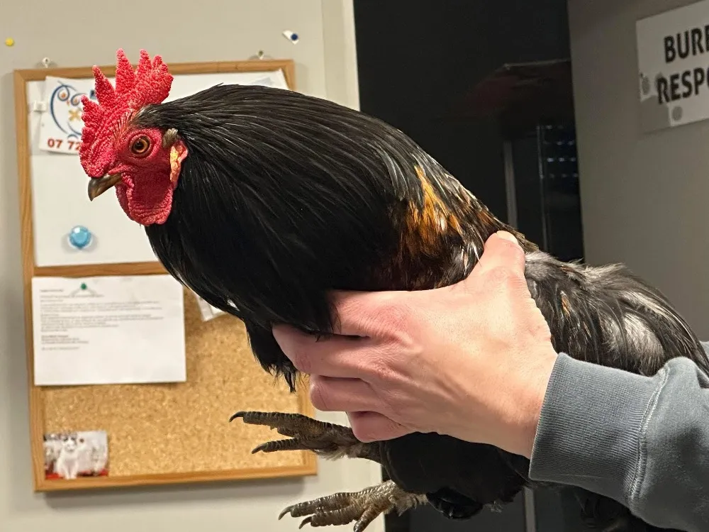 À l'adoption : Charly