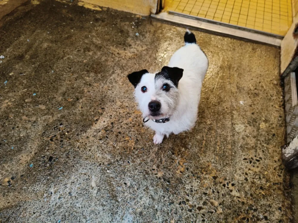 À l'adoption : Sabba