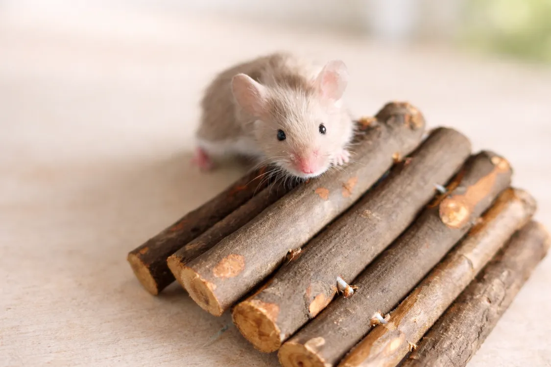 À l'adoption : Tonnerre