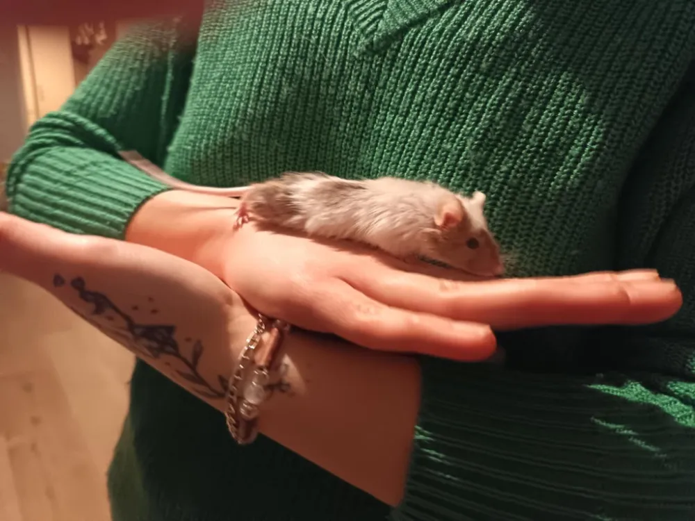 À l'adoption : Gusgus