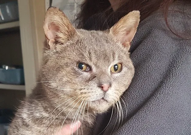 À l'adoption : Capitain Croch'