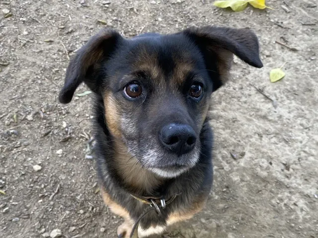 À l'adoption : Loupi (En Cours D'Adoption)