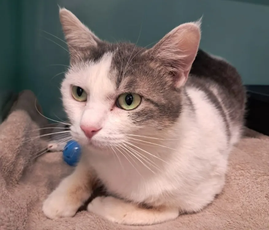 À l'adoption : Quetzal