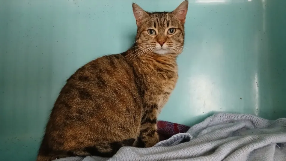 À l'adoption : Anguille