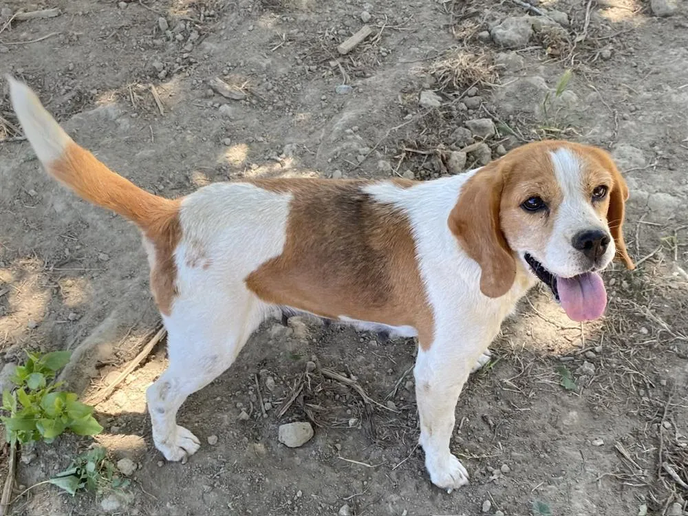 À l'adoption : Lolita