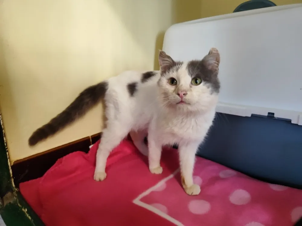 À l'adoption : Minimus Promis