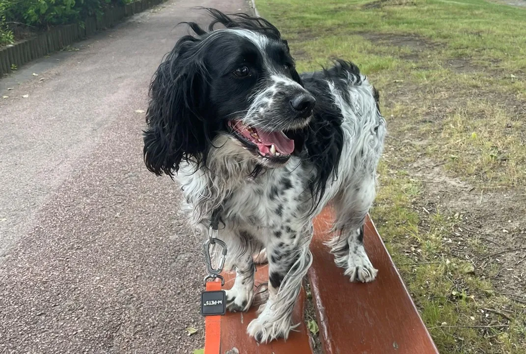 À l'adoption : Roxy