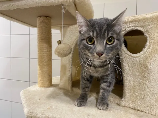 À l'adoption : Simba