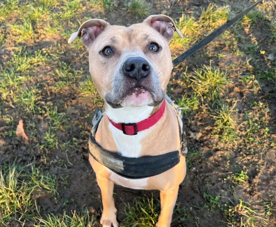 À l'adoption : Steffy