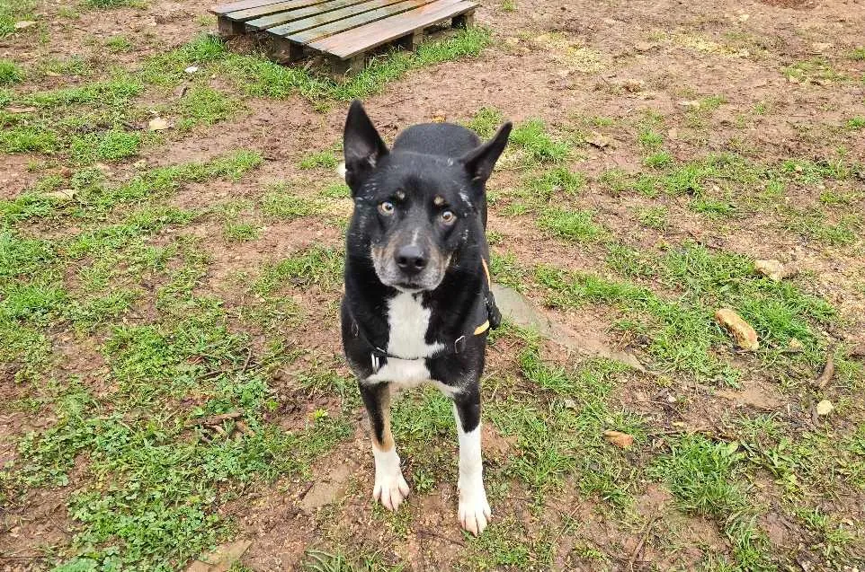 À l'adoption : Hatchi