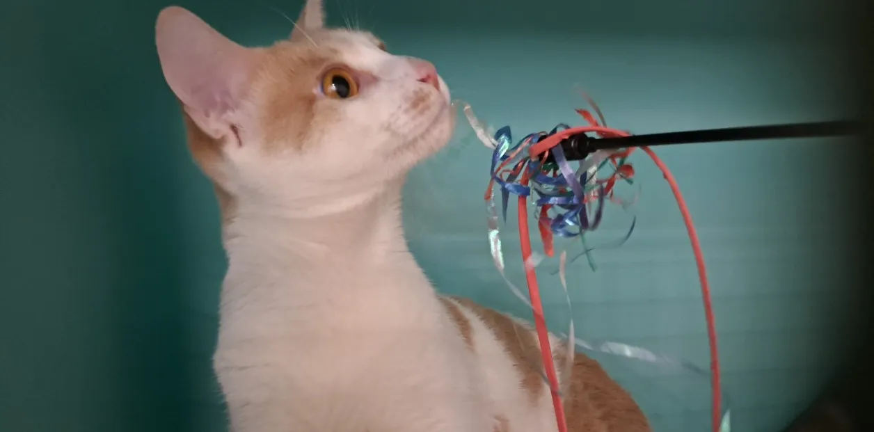 À l'adoption : Zazou