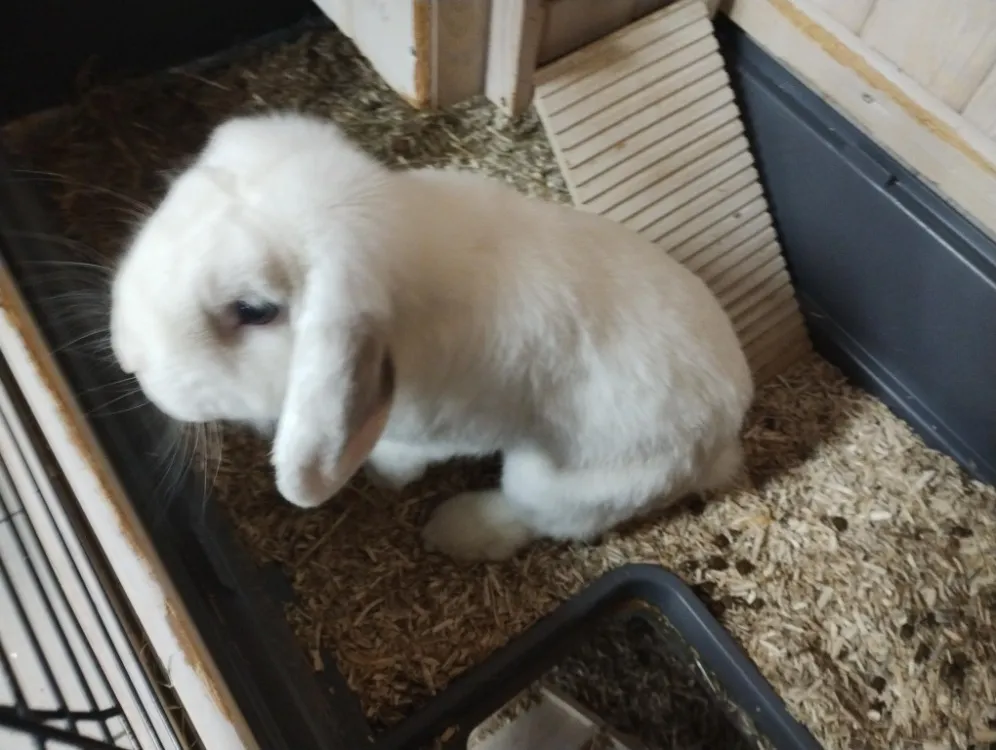 À l'adoption : Plume (En Cours D'Adoption)