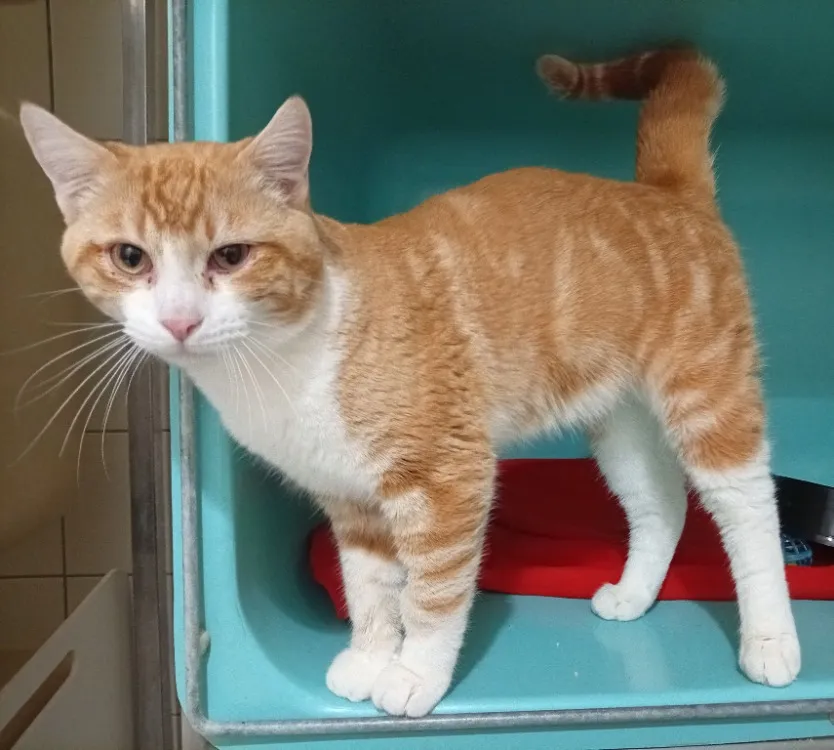 À l'adoption : Willy Réservé