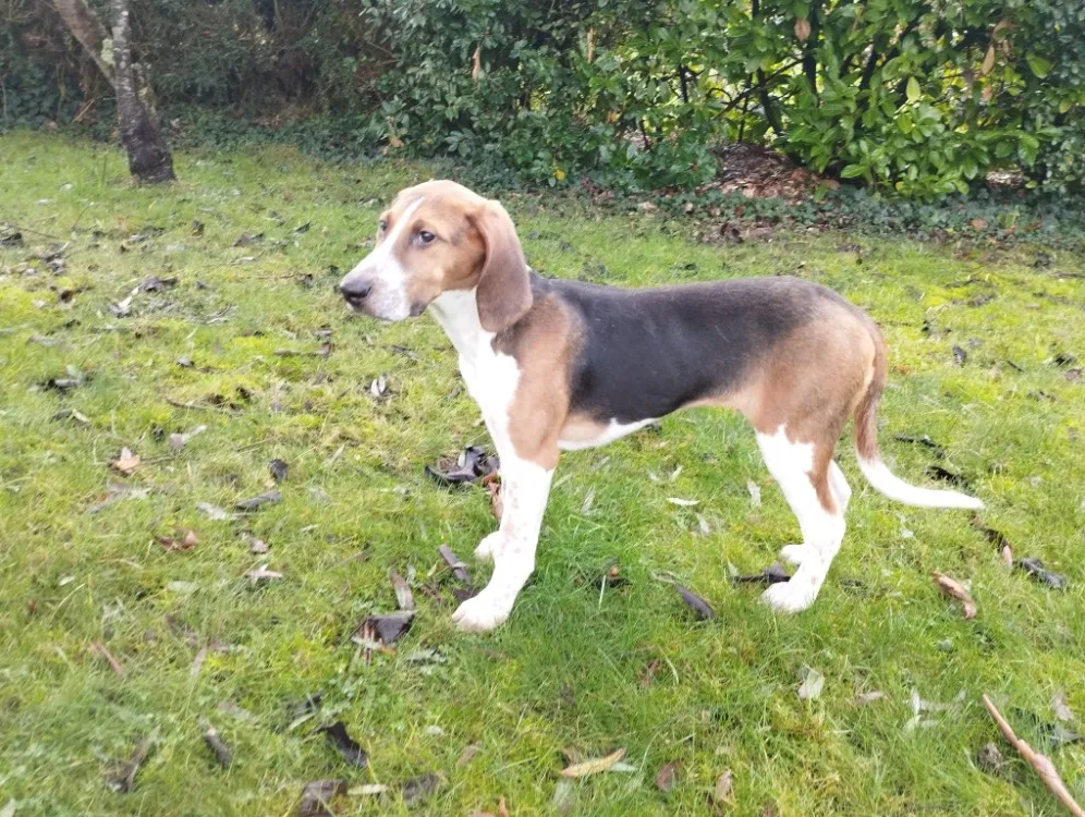 À l'adoption : Tenoch